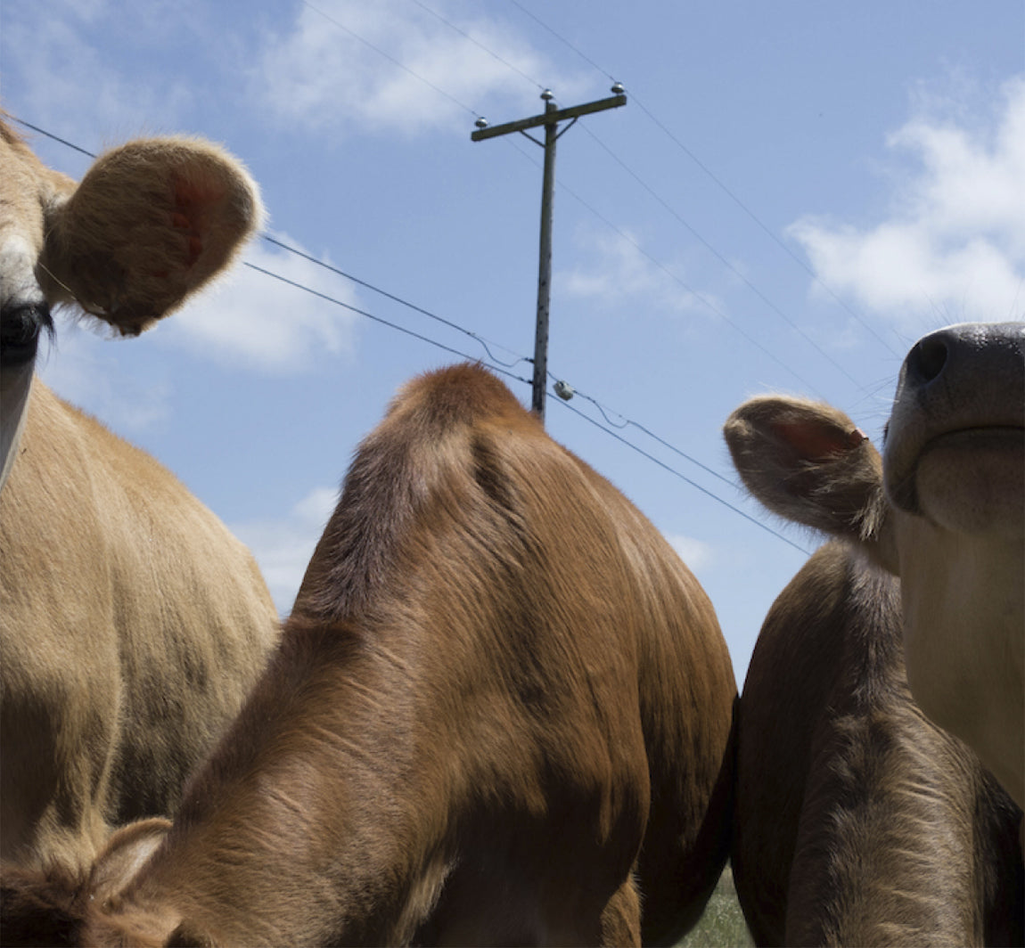 NorCal Organic Whey from Family Owned Farms
