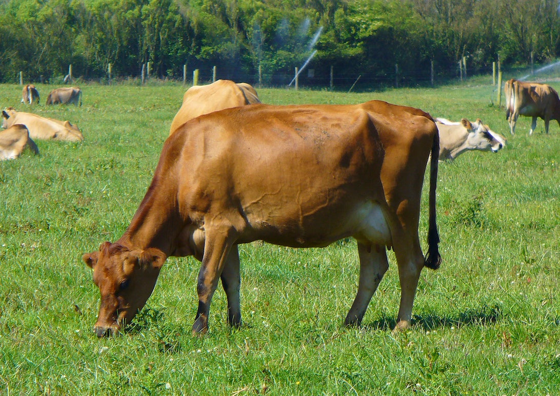 NorCal Organic Whey - Our Process